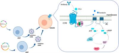 Sensing antibody functions with a novel CCR8-responsive engineered cell